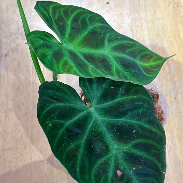 Philodendron verrucosum red back -US seller- licensed nursery