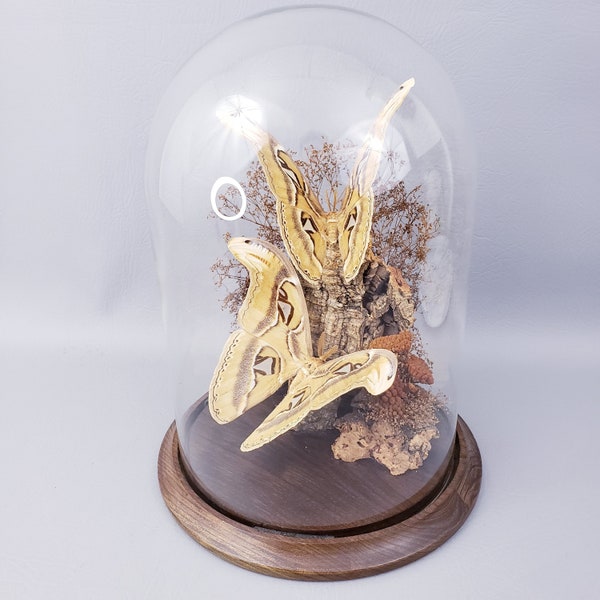 Atlas Moth "Attacus Atlas" Taxidermy Diorama Dome by Kohshin Inc | Butterfly Formosa | Vintage Real Butterfly & Dried Flower Glass Display