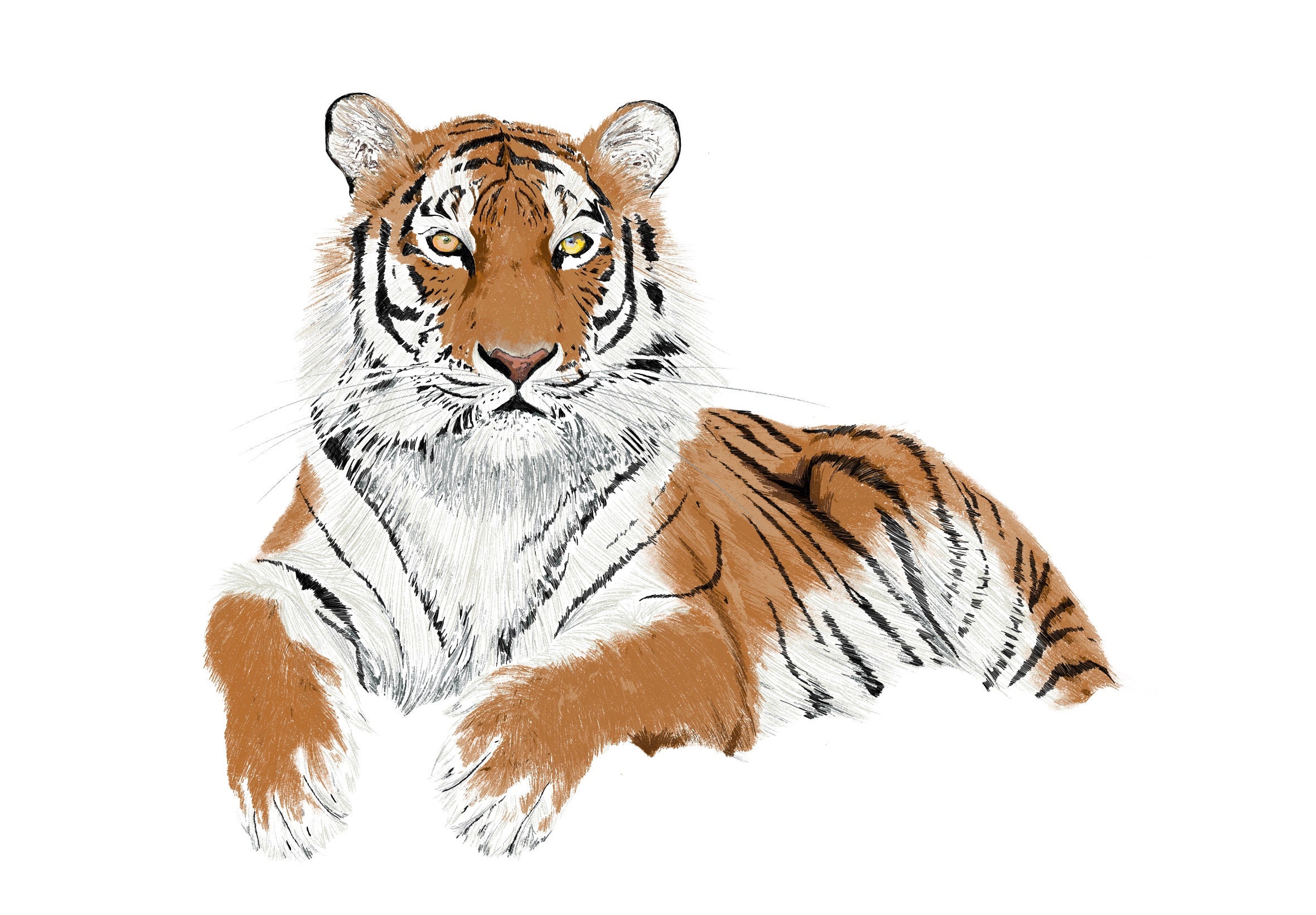 Tiger Illustration - Etsy UK
