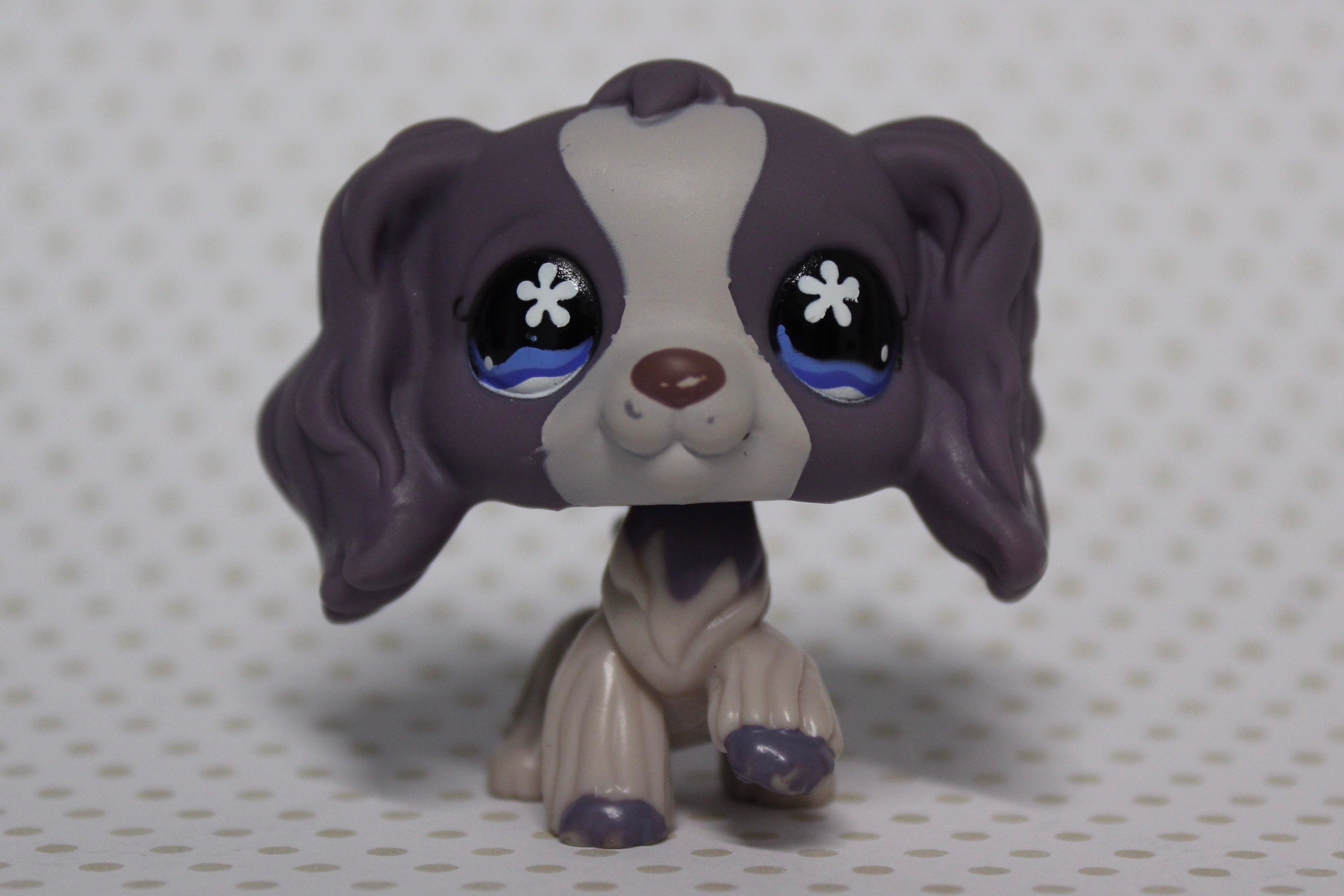 LPS 672 precariedade Cocker Spaniel