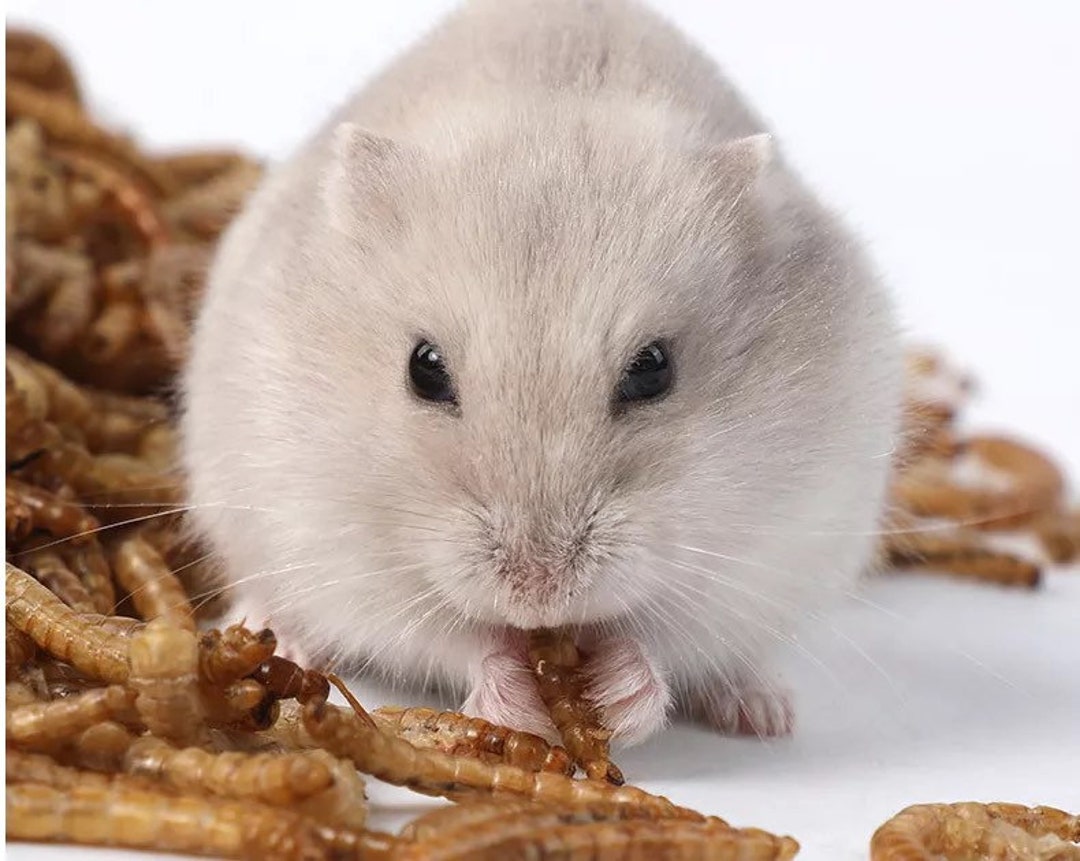 5. Live mealworms as a natural protein source for hamsters