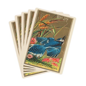 Mazzo di carte con uccello vintage Blue Jay, carte da poker con stampa artistica antica effimera