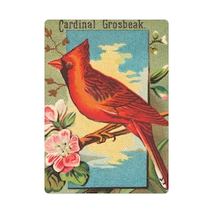 Jeu de cartes représentant un oiseau vintage représentant un cardinal, cartes de poker avec impression d'art éphémère antique