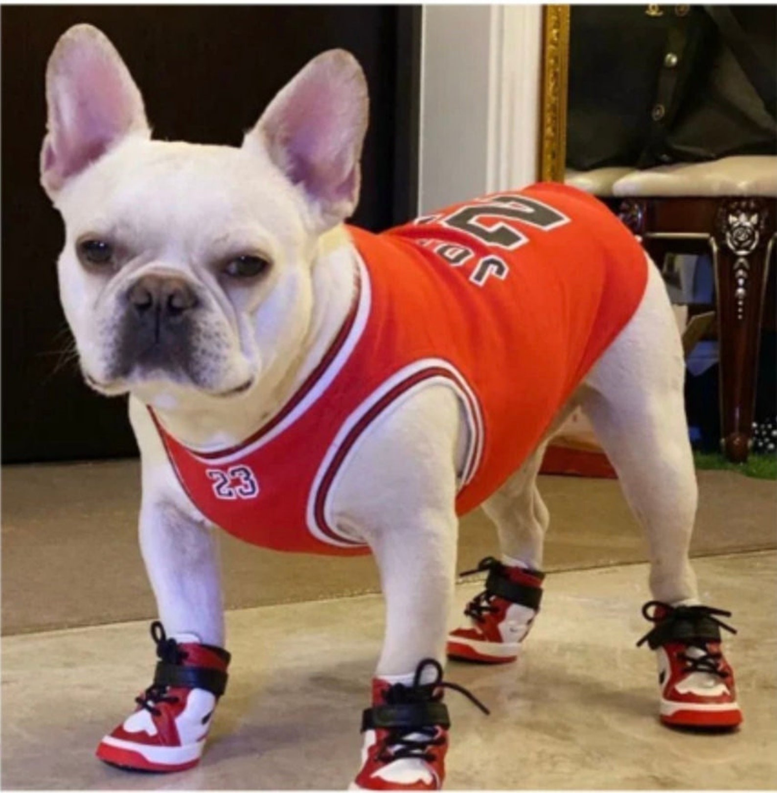 Dog Basketball Costume Dog Jordans and Dog Jersey designer Etsy