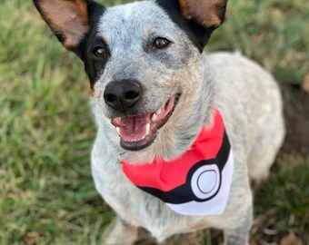 cleaning gerbil cage