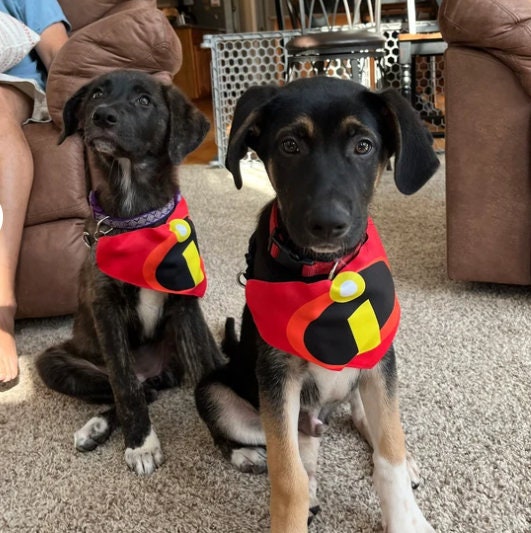 The Incredibles Dog Collar Etsy