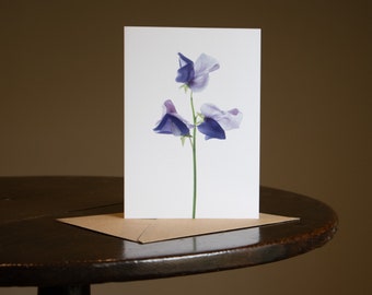 Flower Greeting Card - Blank Card - Floral Card - Birthday Card - Notelet - Photography - Botanical Hue - Lathyrus odoratus, ‘Erewhon'