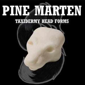 Puede incluir: Forma de cabeza de taxidermia de marta americana de color crema sobre un fondo negro. El texto "PINE MARTEN" y "TAXIDERMY HEAD FORMS" está en blanco y en negrita. La forma es una réplica detallada de la cabeza de una marta.
