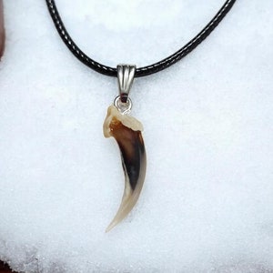 Può includere: Una collana con cordoncino in pelle nera con un ciondolo a forma di artiglio di animale marrone e bianco.