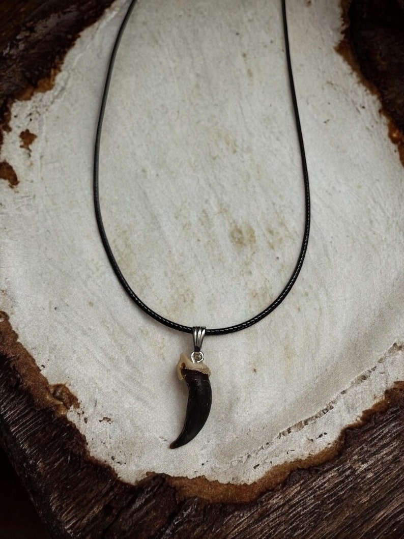 Pode incluir: Um colar de cord&atilde;o de couro preto com um pingente de garra de urso preto. A garra est&aacute; presa a uma argola de prata.