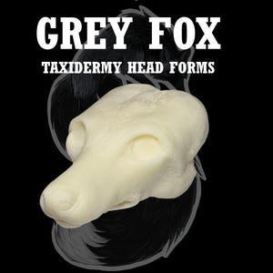 Molde de cabeza de zorro gris disecado – Molde intercambiable para montaje blando o montajes tradicionales FX-S