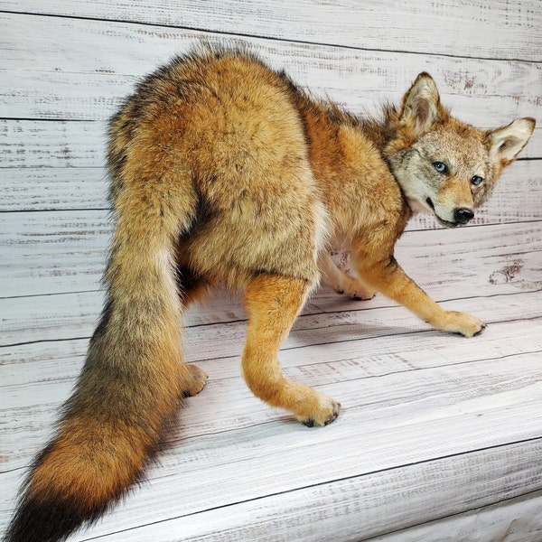 MADE TO ORDER Taxidermy Coyote Soft Mount, Softmount Commission, see description Before Purchase
