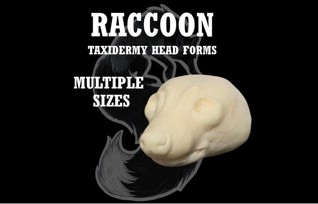 Raccoon Taxidermy Head Form – Raccoon Change-out Form for Soft Mount or ...