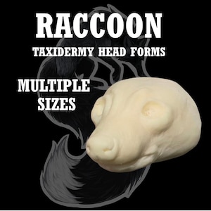 May include: A taxidermy raccoon head form in a light beige color, set against a black background. The image includes the text "RACCOON TAXIDERMY HEAD FORMS MULTIPLE SIZES" in white, bold font. A gray outline of a raccoon is visible.