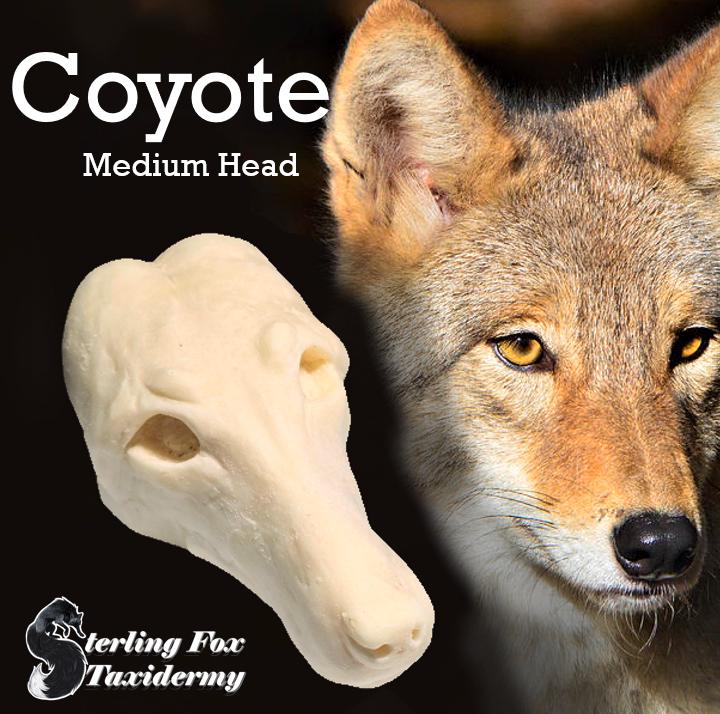 コヨーテ　coyote　爪 （ブラウン）20本セット コヨーテ coyote 爪 （ブラウン）20本セット 楽天市場】12/11(木) 1:59