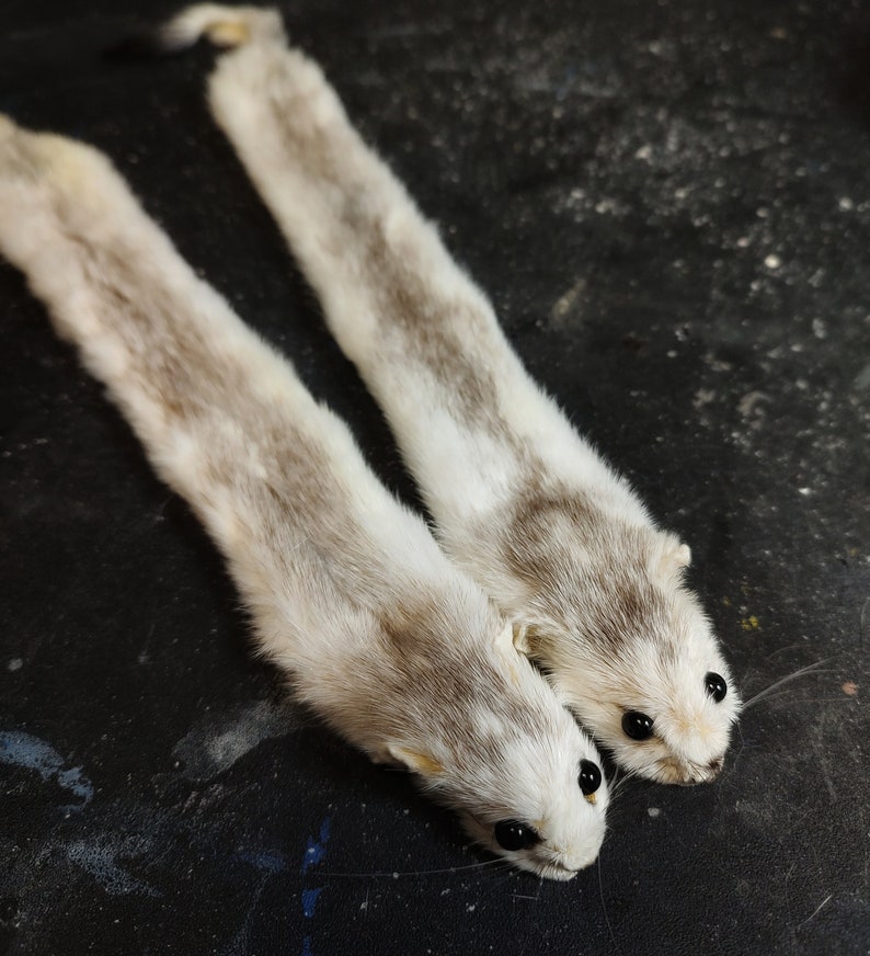 Weasel Slap Bracelet Grey and White Ermine Ermine Taxidermy Etsy