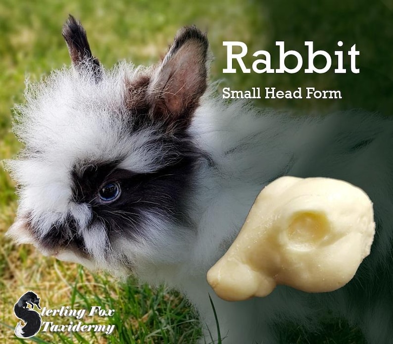 Rabbit Taxidermy Head Form – Rabbit Change-out Form for Soft Mount or ...