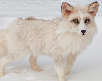 MADE TO ORDER Taxidermy Fox Soft Mount, Softmount Commission, See