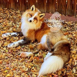 MADE TO ORDER Taxidermy Fox Soft Mount, Softmount Commission, see description Before Purchase