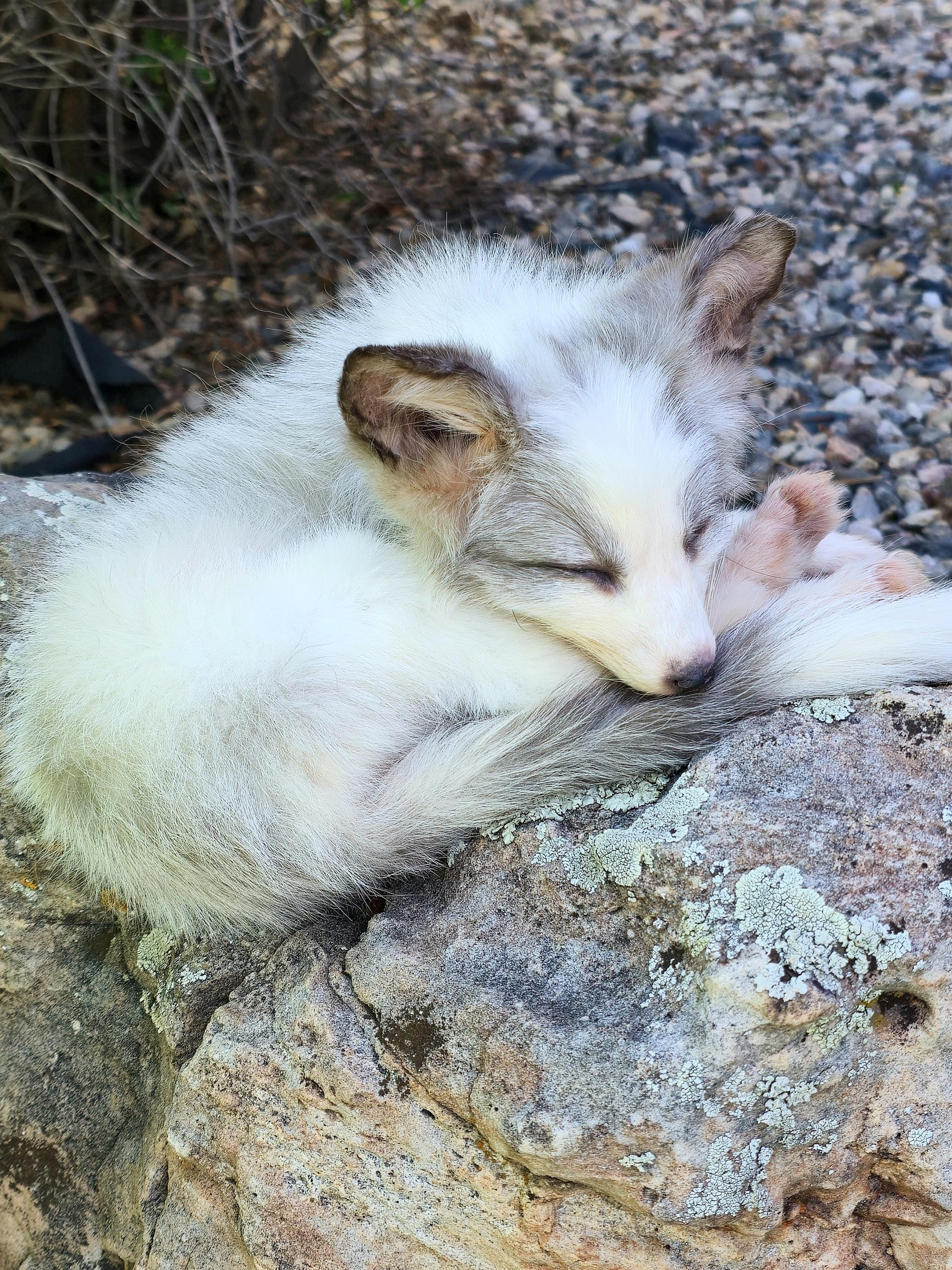 MADE TO ORDER Baby Fox Kit Taxidermy Soft Mount, Softmount