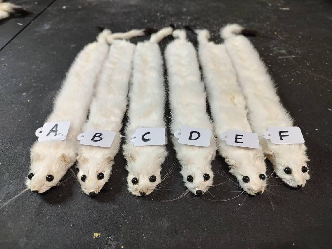 Weasel Slap Bracelet White Ermine Slap Bracelet Taxidermy Etsy