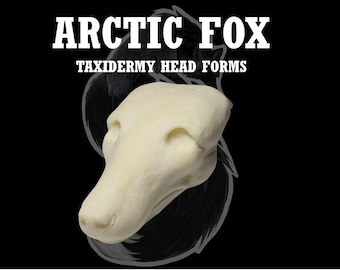 北極キツネ剥製ヘッドフォーム – ソフトマウントまたは従来のマウント