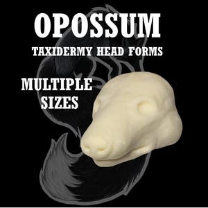 Puede incluir: Una forma de cabeza de taxidermia de zarigüeya de color crema sobre un fondo negro. El texto "OPOSSUM TAXIDERMY HEAD FORMS MULTIPLE SIZES" se muestra en blanco. Un contorno gris de zarigüeya es visible detrás de la forma de la cabeza.