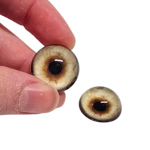 May include: Two brown and black glass eyes with a white iris and a black pupil. The eyes are about 1 inch in diameter.