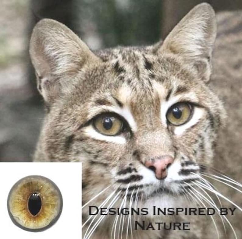 Orange Green Bobcat BC12 Taxidermy Eyes - Etsy