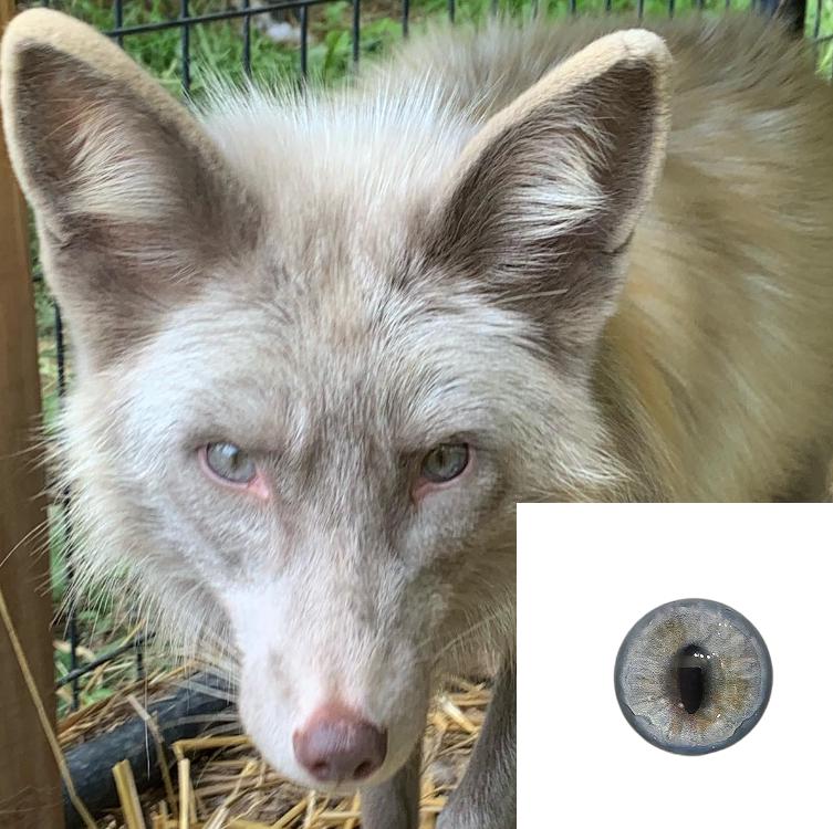Grey Blue Fox RF33 Taxidermy Eyes, Glass Eyes, Craft Eyes, Made to ...