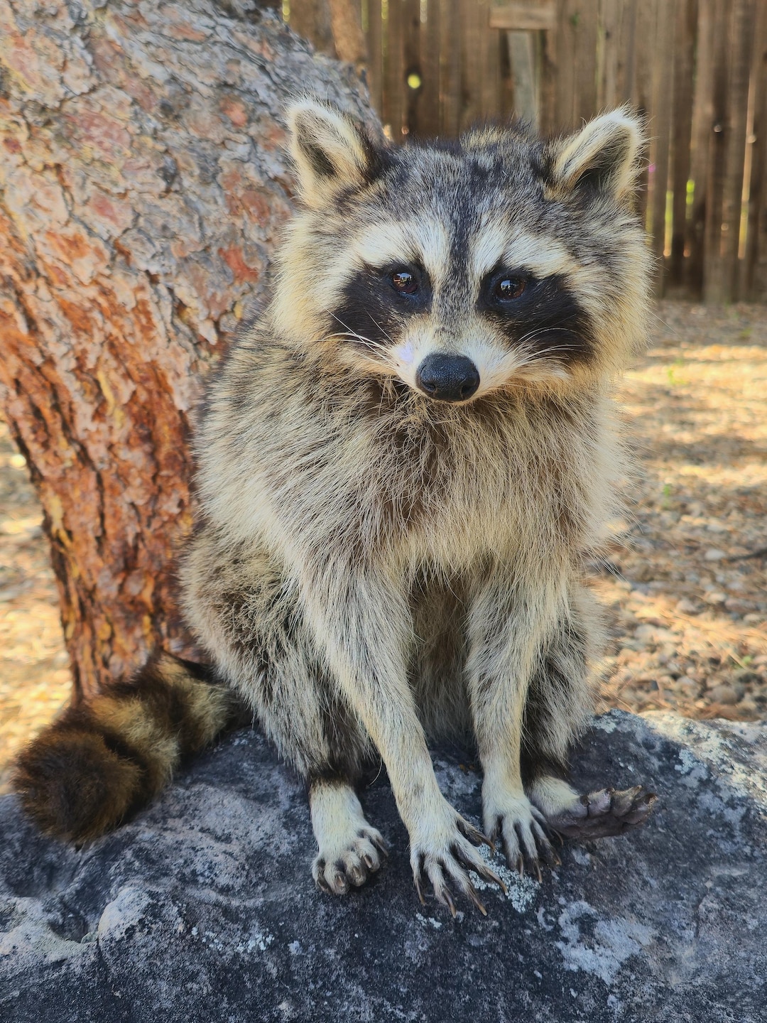 MADE TO ORDER Taxidermy Raccoon Soft Mount, Softmount Commission, See  Description Before Purchase - Main Image