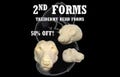 Taxidermy Head Forms - 2nd Quality Discounted forms, Change-Out Form for Soft Mount or Traditional Mounts, Multiple Sizes and Species