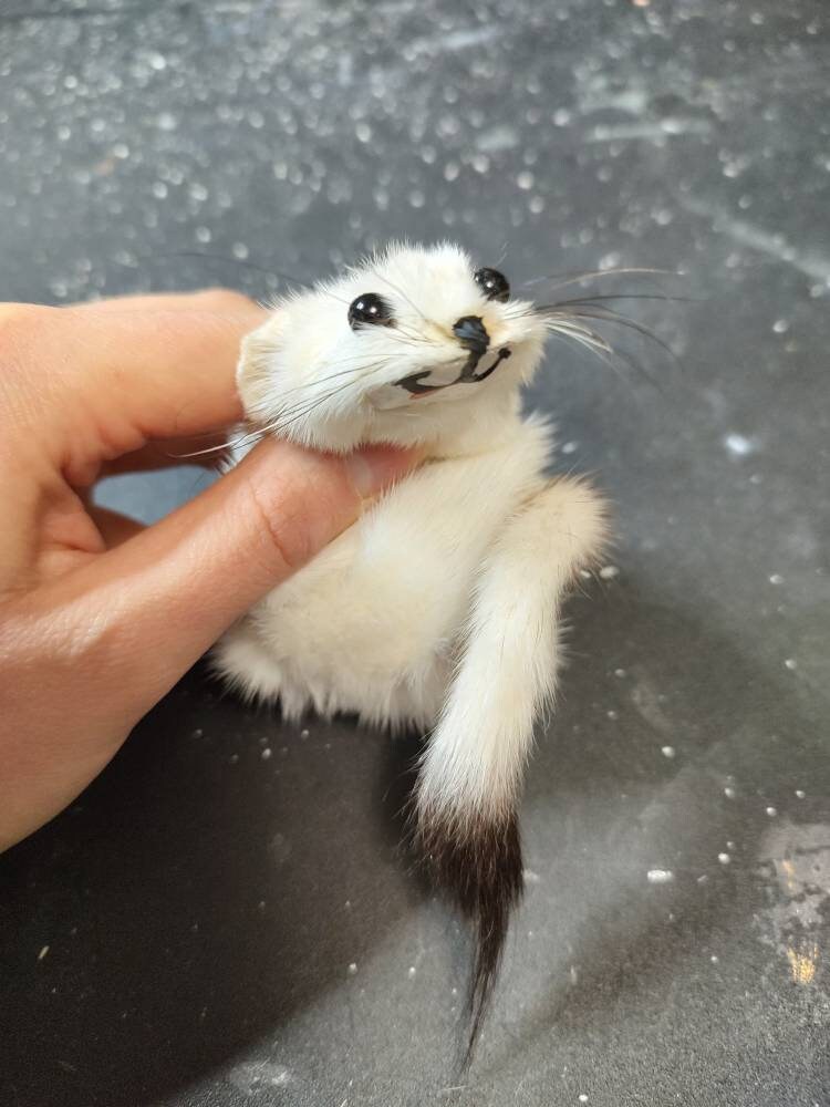 Ferret bracelet discount