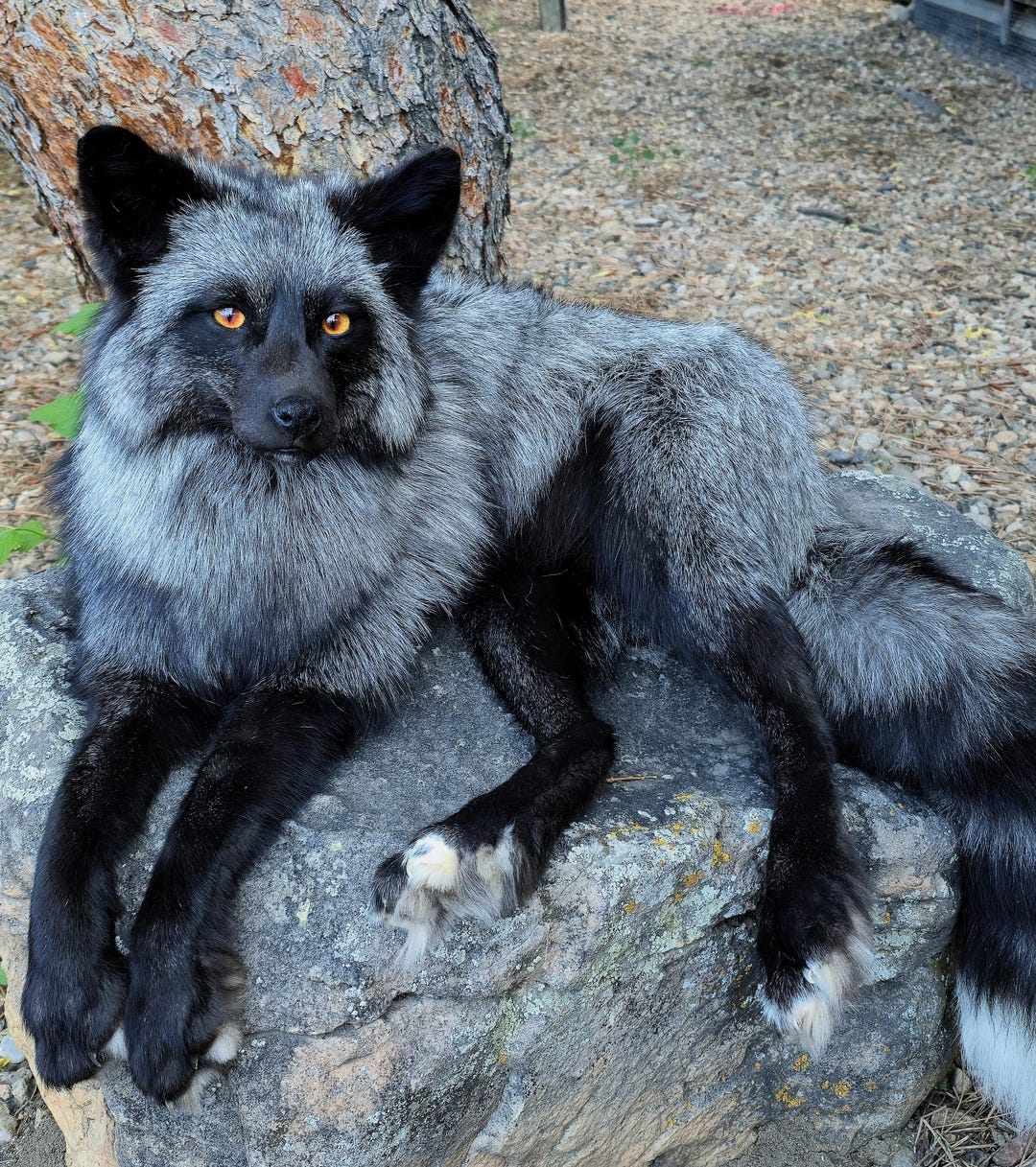 MADE TO ORDER Taxidermy Fox Soft Mount, Softmount Commission, See  Description Before Purchase