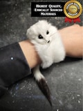 Weasel Slap Bracelet, Sherman the Ermine, White Ermine Slap Bracelet, Taxidermy Weasel Bracelet, Real Fur