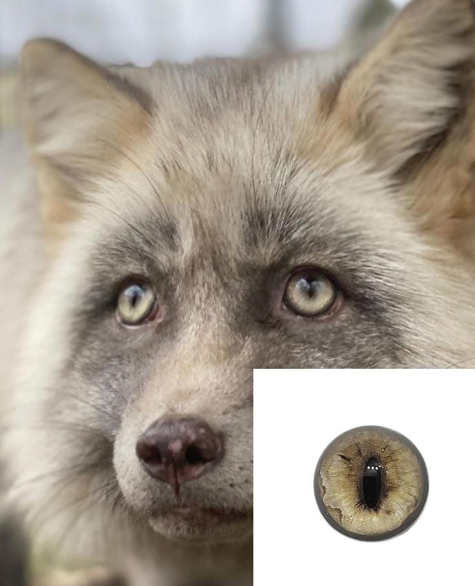 Pearl Cross Fox RF12 Taxidermy Eyes, Glass Eyes, Craft Eyes, Made to ...