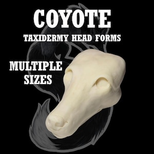 May include: A coyote taxidermy head form in a light beige color, with text that reads "COYOTE TAXIDERMY HEAD FORMS MULTIPLE SIZES" in white. The background is black with a gray outline of a coyote.