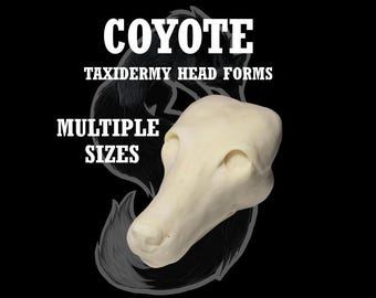 Koyote Präparatorkopfform - Koyote Form für Soft Mount oder Traditionelle Reittiere, verschiedene Größen