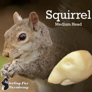 Puede incluir: Imagen de primer plano de una ardilla gris sosteniendo una nuez. El texto "Squirrel Medium Head" se muestra en blanco. El logotipo de Sterling Fox Taxidermy está en la esquina inferior izquierda.