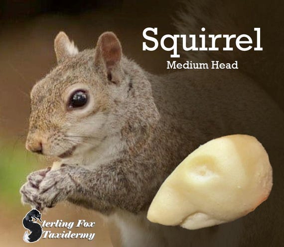 Squirrel Taxidermy Form, Change Out Squirrel Foam Head, Made to Order SQ-M