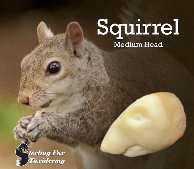 May include: A close-up image of a gray squirrel holding a nut. The text "Squirrel Medium Head" is displayed in white. The logo for Sterling Fox Taxidermy is in the bottom left corner.