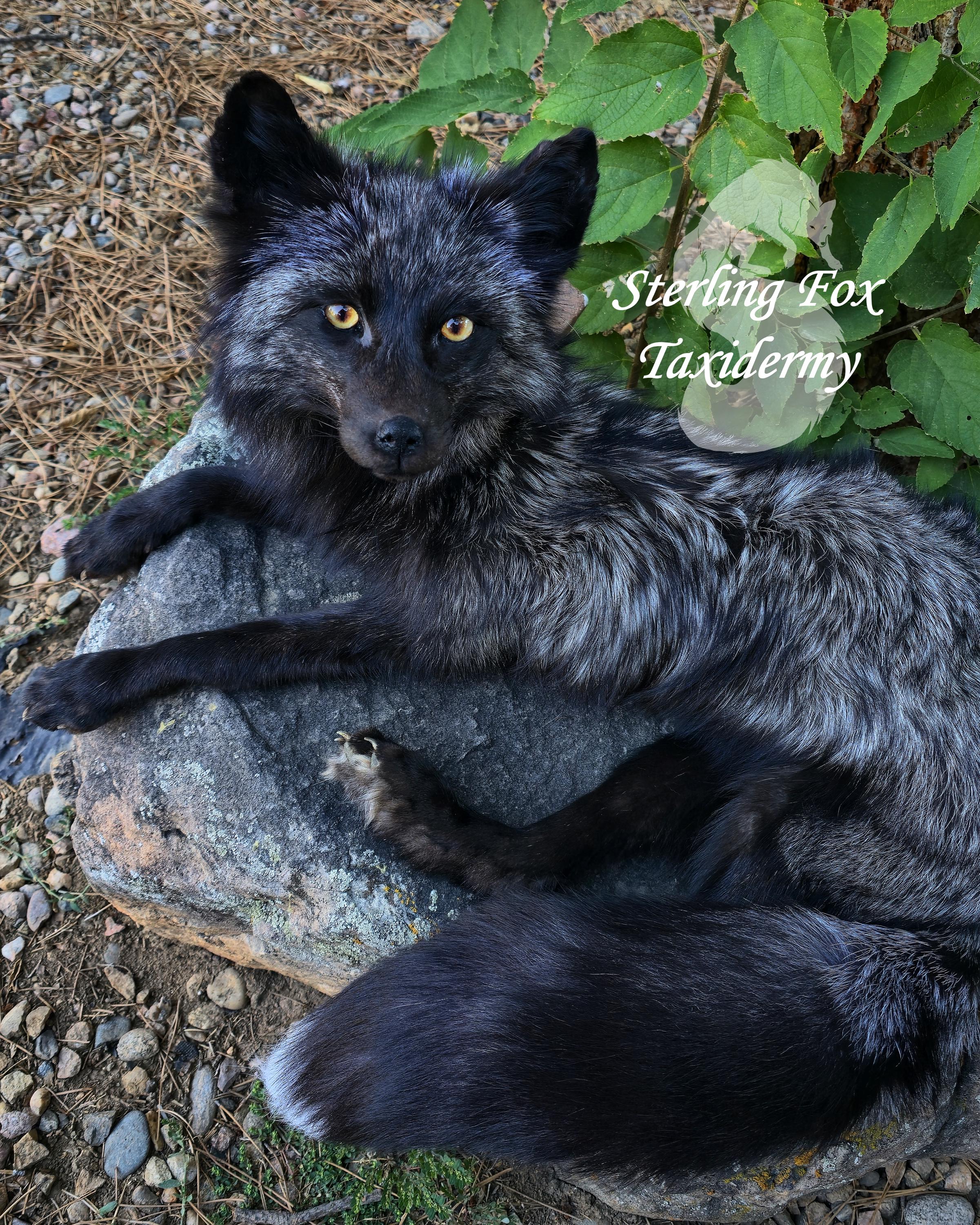 Fox Soft Mount Taxidermy Silver Fox, Soft Body Weighted Fox, Ready