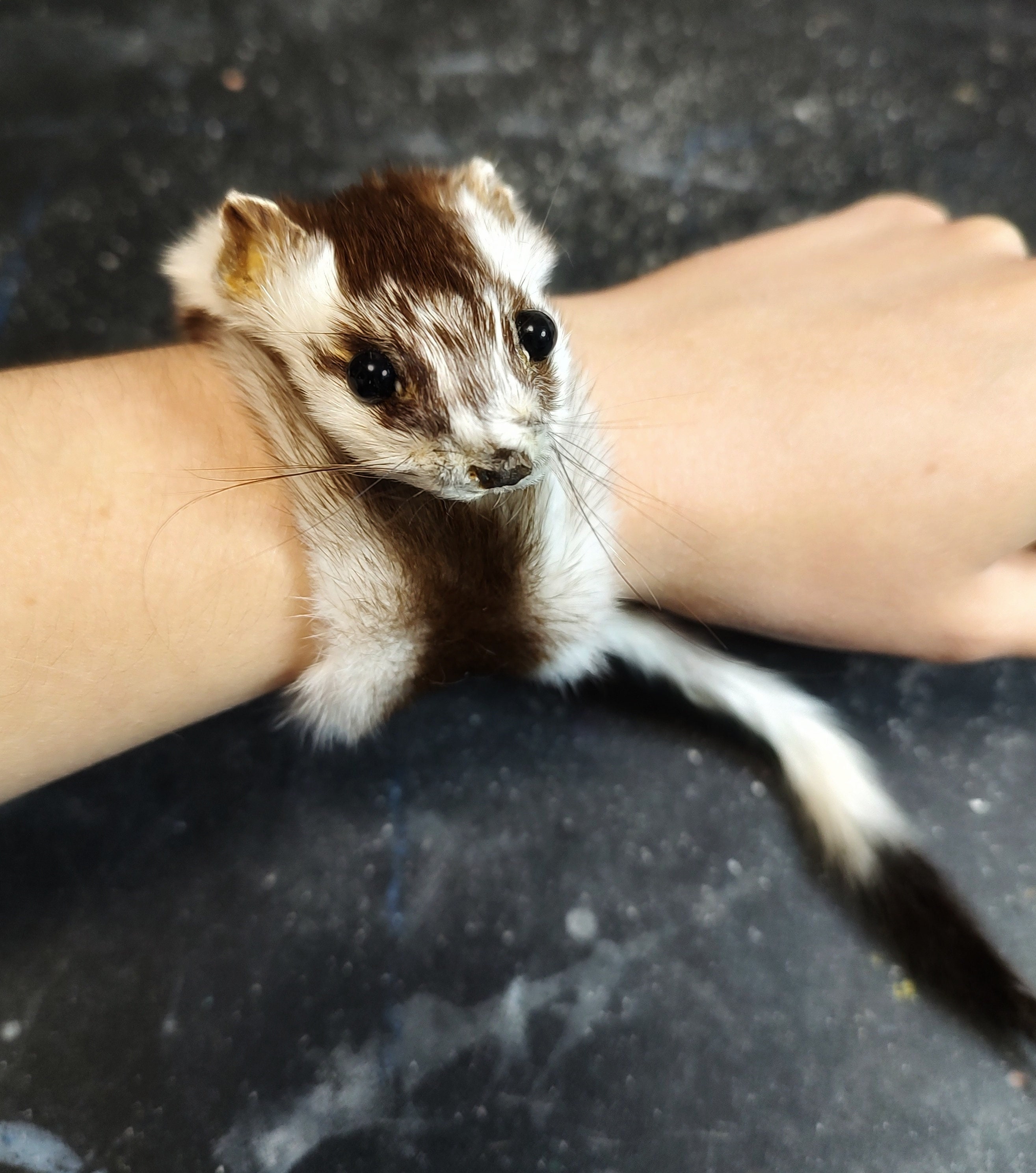 Ferret bracelet best sale