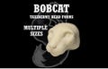 Bobcat / Lynx Taxidermy Head Form – Bobcat Change-Out Form for Soft Mount or Traditional Mounts, Multiple Sizes