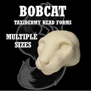 Może przedstawiać: Kremowy model głowy do wypychania bobcata. Tekst "BOBCAT TAXIDERMY HEAD FORMS MULTIPLE SIZES" jest wyświetlany na białym, pogrubionym tle na czarnym tle. Szary kontur bobcata znajduje się za formą głowy.