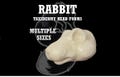 Rabbit Taxidermy Head Form – Rabbit Change-Out Form for Soft Mount or Traditional Mounts, Multiple Sizes
