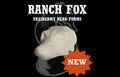 Ranch Fox Taxidermy Head Form – Fox Change-Out Form for Soft Mount or Traditional Mounts FX-L