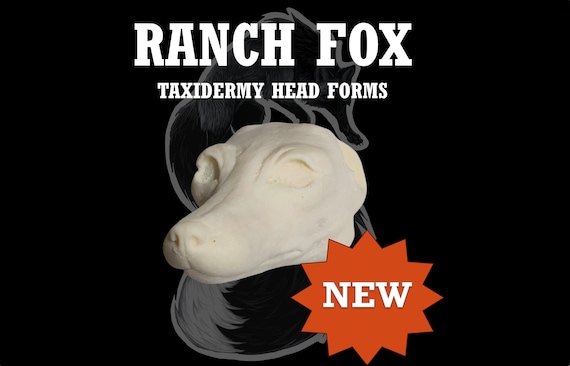 Ranch Fox Taxidermy Head Form – Fox Change-Out Form for Soft Mount or Traditional Mounts FX-L