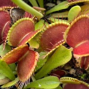May include: Close-up of a Venus flytrap plant. The carnivorous plant features open and closed traps with red and green coloration. The traps have spiky edges and are surrounded by green leaves.