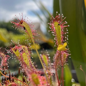 May include: Close-up of a group of sundews, a type of carnivorous plant, with red and green tentacles and glistening droplets of dew. The plants are in focus, while the background is blurred.
